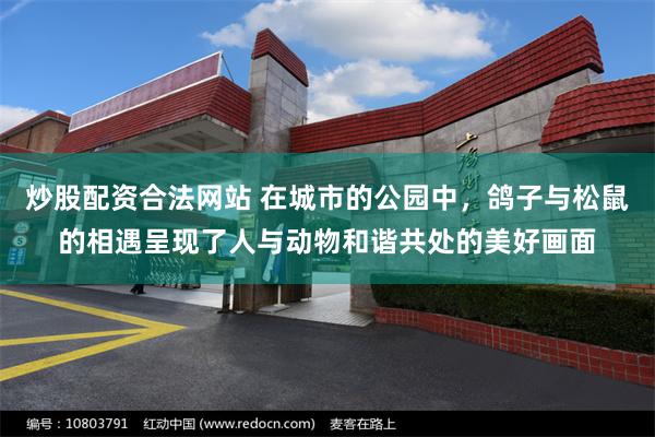 炒股配资合法网站 在城市的公园中，鸽子与松鼠的相遇呈现了人与动物和谐共处的美好画面